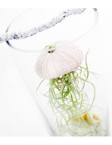 Tillandsia in vetro medusa