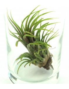 Tillandsia in vetro S
