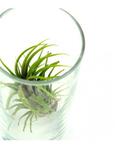 Tillandsia in vetro S 2