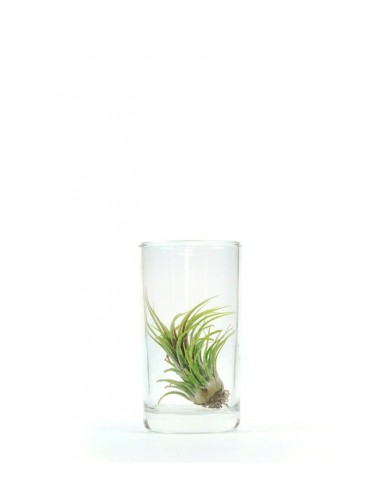 Tillandsia in vetro S