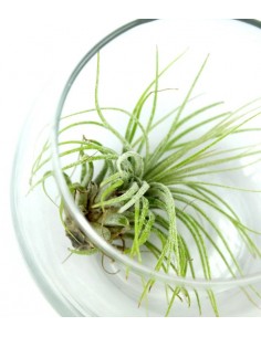 Tillandsia in vetro sfera