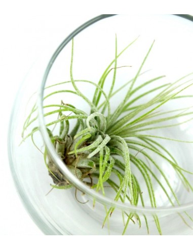 Tillandsia in vetro sfera