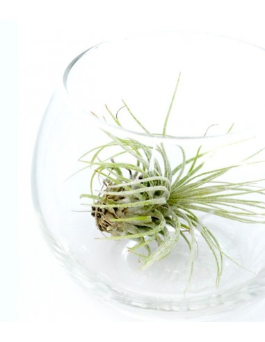 Tillandsia in vetro sfera