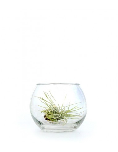 Tillandsia in vetro sfera