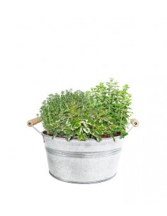 Timo Origano Incenso