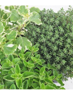 Timo Origano Incenso 2