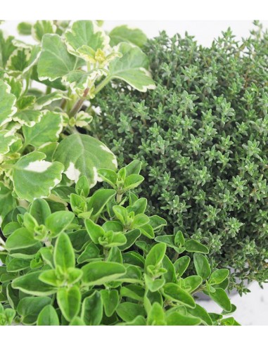 Timo Origano Incenso