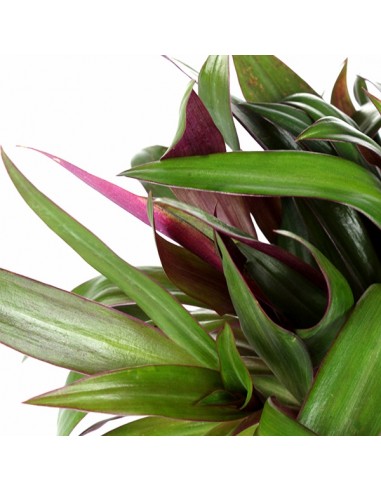 Tradescantia Tradescantia