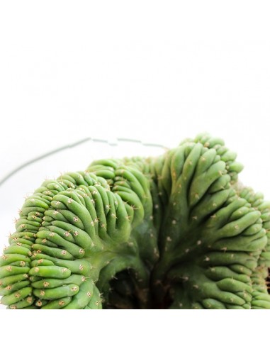 Trichocereus pachanoii crestato