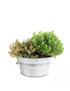 Tris di lavanda maggiorana...