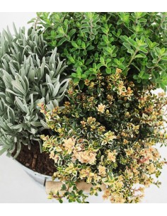 Tris di lavanda maggiorana... 2