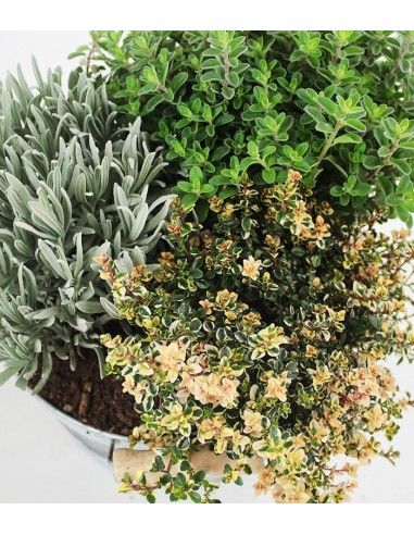 Tris di lavanda maggiorana e timo...