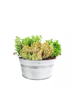 Tris origano, menta mojito...