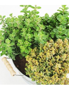 Tris origano, menta mojito... 2