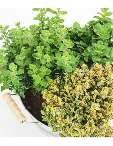 Tris origano, menta mojito e timo limone