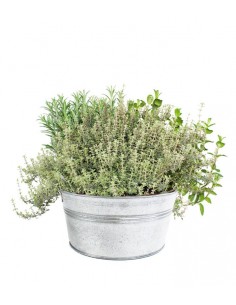 Tris rosmarino, timo...