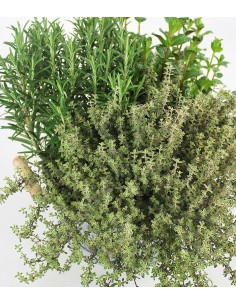 Tris rosmarino, timo... 2