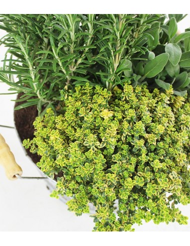 Tris rosmarino, timo limone e salvia