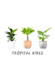 Tropical Vibes Pack