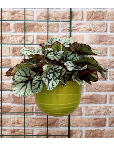 Vaso da da appendere Arancione