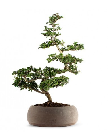 Zelkova vaso marrone