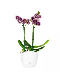 Phalenopsis Rood Scarlet