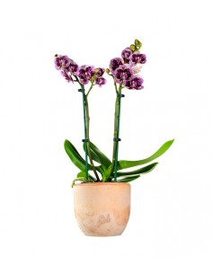 Phalenopsis Rood Scarlet 2