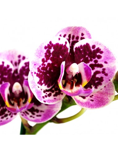 Phalenopsis Rood Scarlet