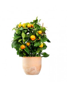 calamondino spalliera 2