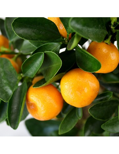 Limone calamondino spalliera