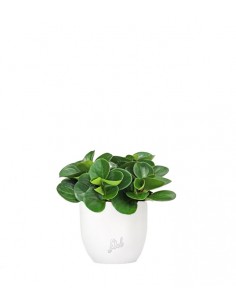 Peperomia Red Canyon