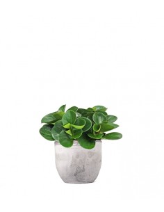 Peperomia Red Canyon 2