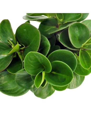 Peperomia obtusifolia | Red Canyon