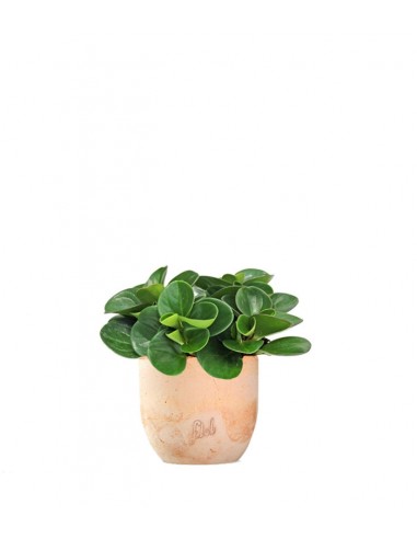 Peperomia obtusifolia | Red Canyon