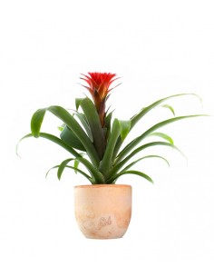 Guzmania Hope