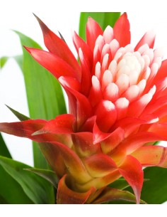 Guzmania Hope 2