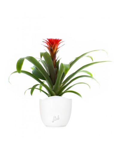 Guzmania Hope