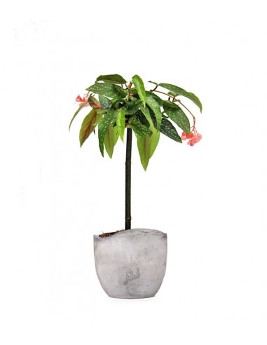 Begonia Tamaya Alberello