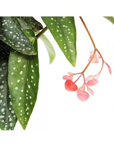 Begonia Tamaya Alberello