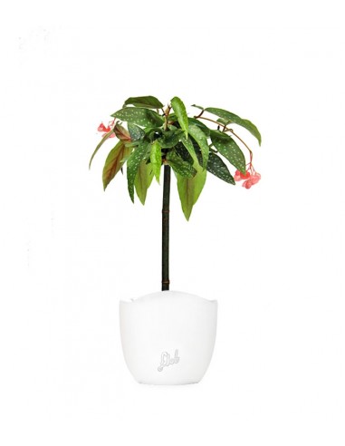 Begonia Tamaya Alberello