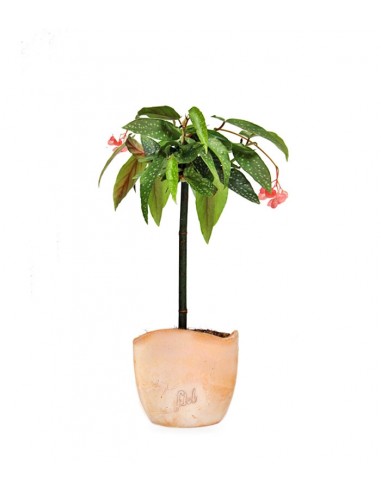 Begonia Tamaya Alberello