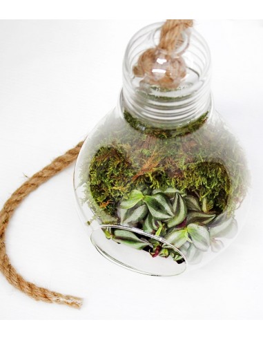 Lampadina con calathea 