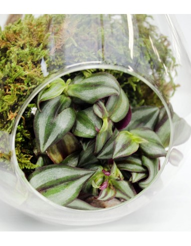 Lampadina con calathea 