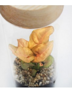 Sygonium rosa in terrarium 2