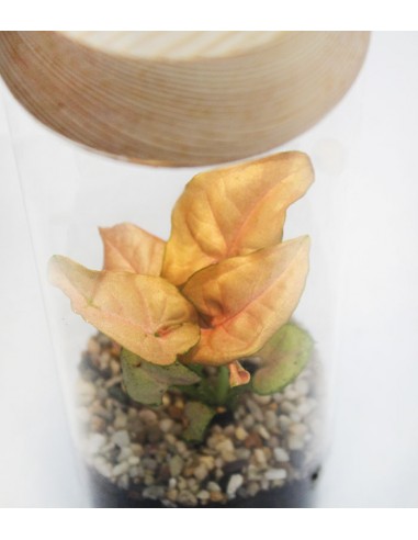 Sygonium rosa in terrarium con led Sygonium rosa in terrarium con led