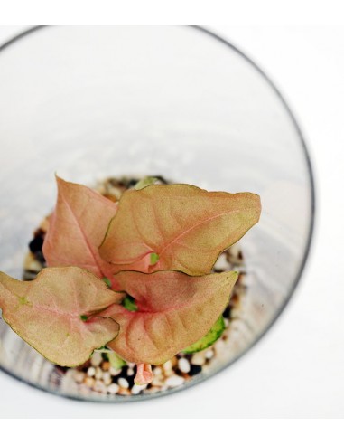 Sygonium rosa in terrarium con led Sygonium rosa in terrarium con led