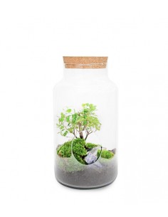 Bonsai Zelkova in vetro