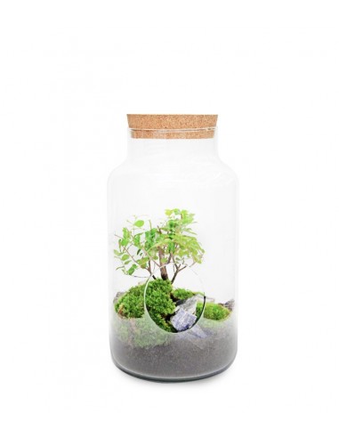 Bonsai Olmo in terrario Bonsai Olmo in terrario
