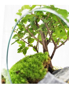 Bonsai Olmo in terrario 2