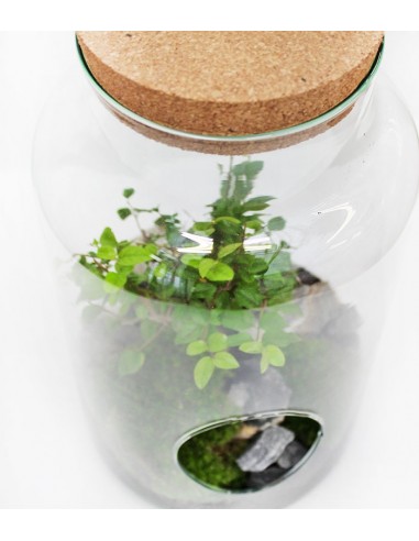 Bonsai Olmo in terrario Bonsai Olmo in terrario